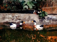 -怪咖·joker陈楠