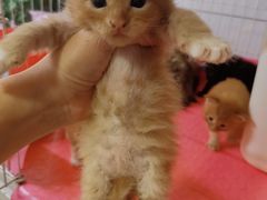 -十年猫舍·猫咪专门店(普陀店)