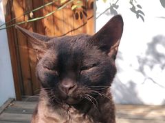 -喵屿·大理花园猫咖