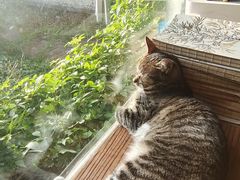 -海边的猫和咖啡馆
