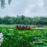 北京最值得去的免费公园｜紫竹院赏荷花🌸