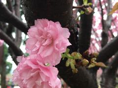 -天适樱花悠乐园