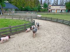 -前小桔亲子创意农场·草莓采摘·露营烧烤