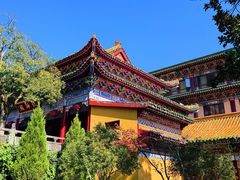 -天目山大树王景区