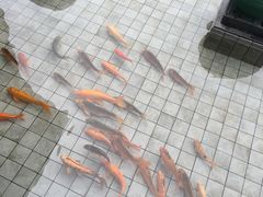 -千岛湖品鱼馆(钓鱼岛店)