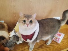 -MOCHA明星猫咖(田子坊店)