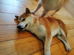 -喜柴咖啡·柴犬狗咖
