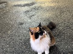 -查茨沃斯庄园