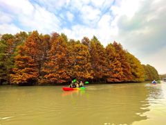 -上海海湾国家森林公园