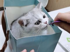 -瑞鹏宠物医院·骨科·猫科·内科(第一中心)