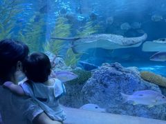 -芜湖新华联大白鲸海洋公园