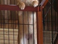 -柴犬高等学院·狗咖·柴犬售卖·宠物训练