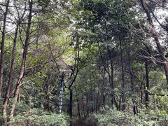 -铁山坪森林公园