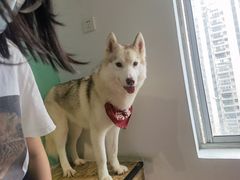 -Husky Go! 哈士奇体验馆·宠物咖啡厅狗咖