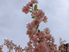 -何园