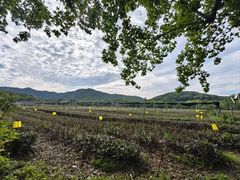 -中国茶叶博物馆(双峰馆区)