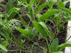 -甜心庄园·甜心草莓采摘园(西青中北店)