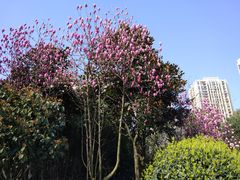 -龙头寺公园