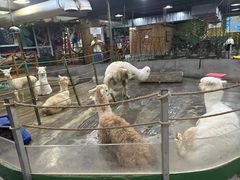 -上海大自然野生昆虫馆(东方明珠·爬宠昆虫探索中心)