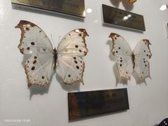 -上海昆虫博物馆