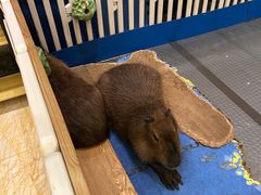-廊坊固安福朋喜来登酒店