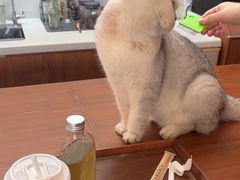 -有猫主题·治愈系猫咖(曾厝垵店)