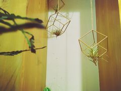 -柴务处·柴犬主题狗咖