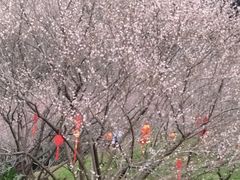 -广州市白云山风景名胜区
