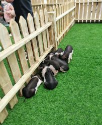 -萌宠亲子动物乐园(槐房万达店)