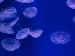 -福州罗源湾海洋世界旅游区