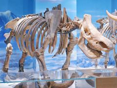 -正佳自然科学博物馆