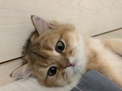 -猫大福·Fortune Cat猫舍(百子湾店)