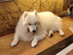 -more than meow吴止猫主题餐厅(承德 中船汇店)