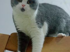 -宠福鑫康馨动物医院·骨科·眼科