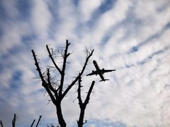 -空港花田景区