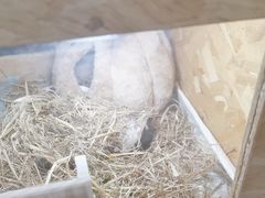 -爱侣·安琦尔宠物医院·中兽医针灸·心内科·狂犬免疫点(宝山区院)