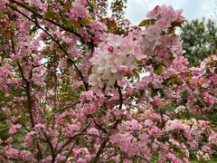 -长白岛森林公园