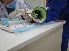 -美美宠物诊疗中心·异宠·骨科(滨江东信分院)