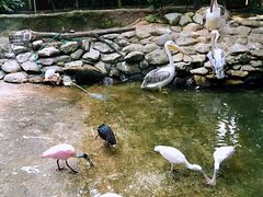 -新加坡飞禽公园