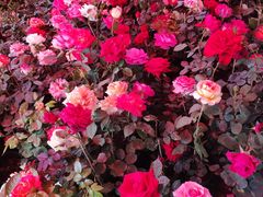 -金三角花鸟鱼综合市场-地面停车场