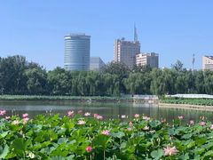 -莲花池公园