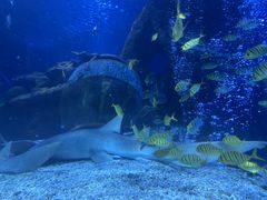 -太平洋海底世界