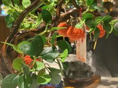 -唐猫庭院·千年陕菜(大唐不夜城店)