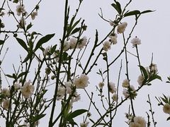 -南国桃园旅游度假区