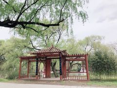 -上海共青森林公园