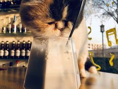 -平行世界·猫咖(首经贸店)