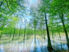 -泗洪洪泽湖湿地景区