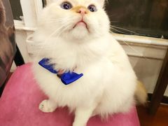 -猫小院猫主题咖啡厅(北锣店)