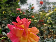 -人民公园(罗湖区)