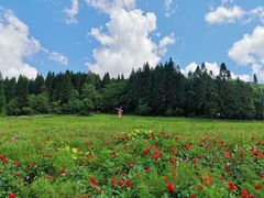 -武陵山森林公园